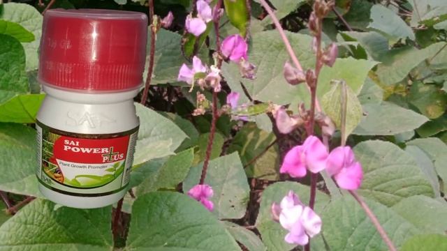 Sai power plus| Plant growth promoter| Sai crop science|full information| смотреть онлайн