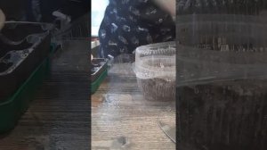 посев семян пахиподиума и адешек)