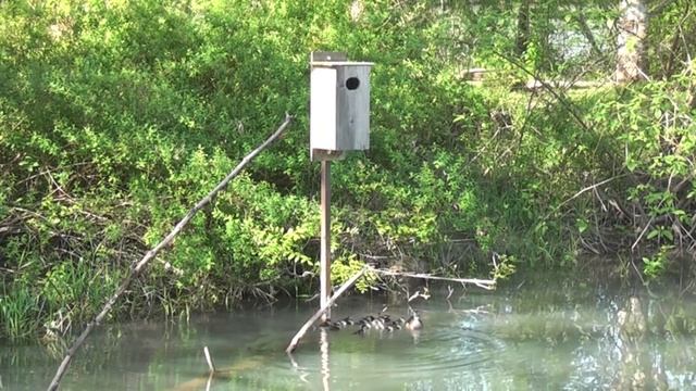 23 Wood Duck Babies jump from box. смотреть онлайн