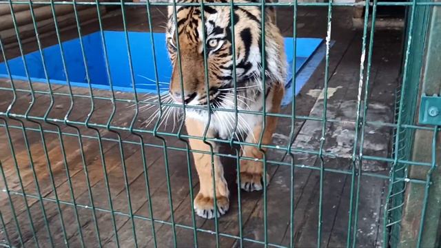 Мясу нет, курочка в лёт😂🐯😍❤ смотреть онлайн