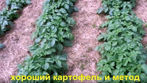 "картофель" #Огород #Сад #Дача