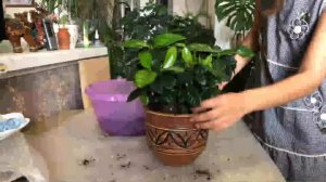 ГАРДЕНИЯ ЖАСМИНОВИДНАЯ КАК ПЕРЕСАДИТЬ И УХОД | Гардения уход в домашних условиях