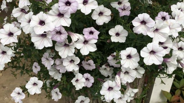Петунии в сентябре 🌺🌸🌺 смотреть онлайн