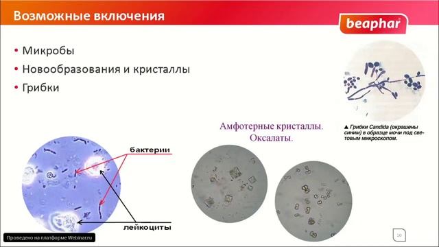 Анализ мочи животных смотреть онлайн