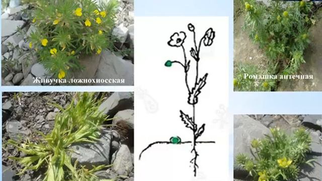 Биоморфный анализ флоры Дагестана. Часть 1 смотреть онлайн
