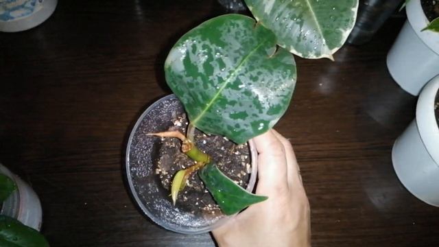 Комнатные цветы.Коллекция фикусов. Октябрь 2020 г. смотреть онлайн