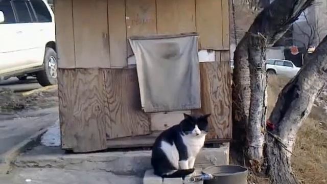 У театра Горького во Владивостоке, кот Рома - охранник!!! смотреть онлайн