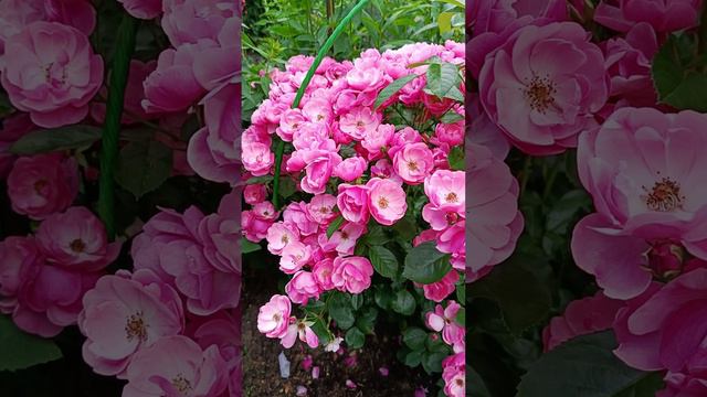 Роза Анжела- водопад цветов смотреть онлайн