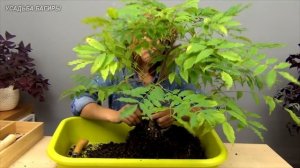 Бонсай из вистерии (глицинии) (ч.3).