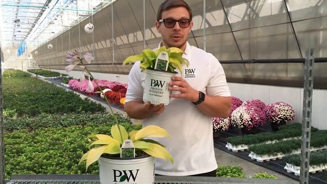 Proven Winners Shadowland Coast to Coast Hosta смотреть онлайн