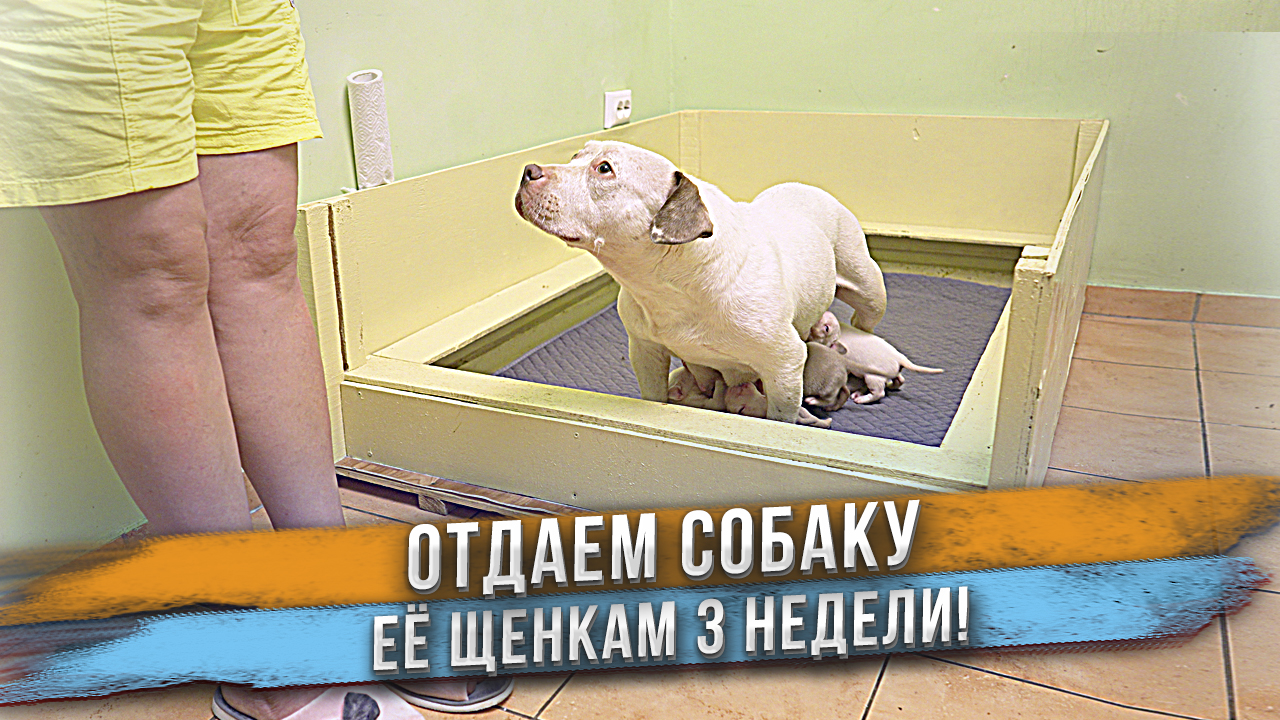 Ищем хозяев для собаки. Её щенкам 3 недели. смотреть онлайн