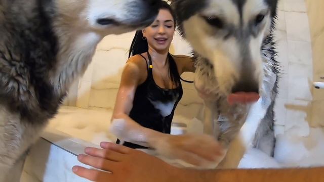 Собака в СПА принимает ванну с пеной / купаем щенка смотреть онлайн