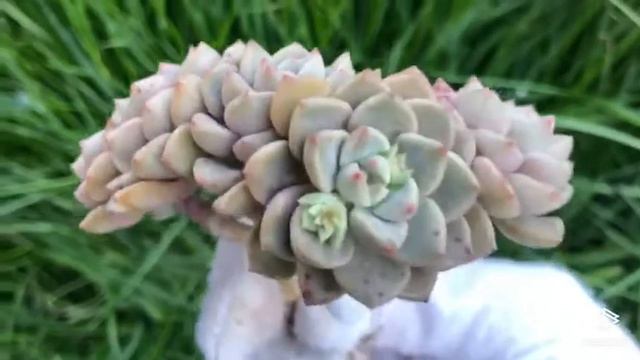 Echeveria Agavoides Tinkerbell смотреть онлайн