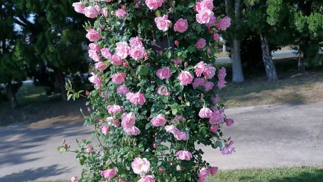 SPANISH BEAUTY ROSE plant by Pedro Dot 1926 Spain バラ　スパニッシュ ビューティー смотреть онлайн