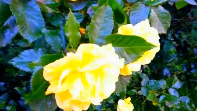 Желтая роза - Gele roos - Yellow rose - красиво - fraai - beautiful смотреть онлайн
