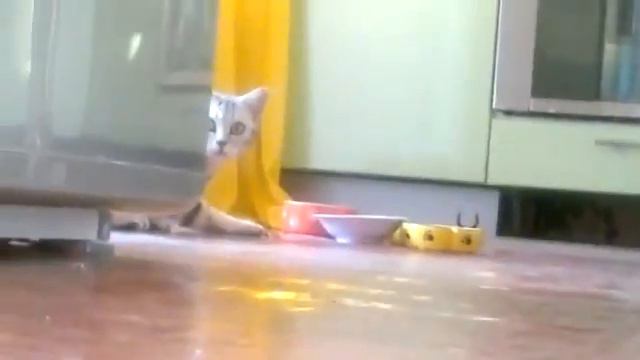 Стеснительный кот смотреть онлайн