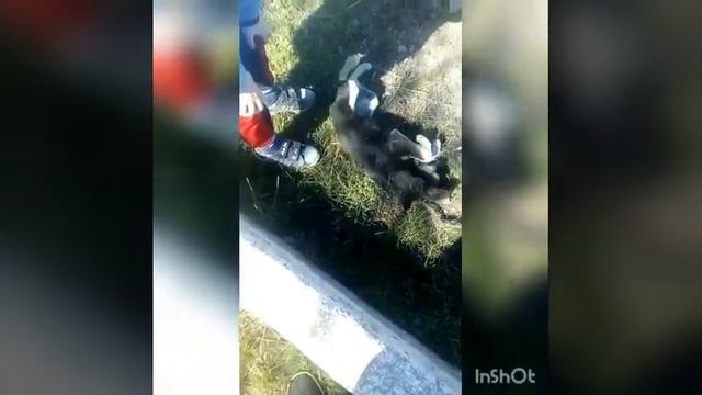 Ты не бросай в собаку камень,  Пусть это лишь бездомный пес,  Но он и так до боли ранен,  Хоть и не смотреть онлайн