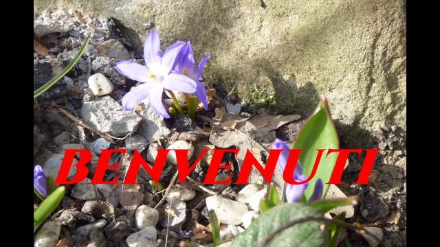 Chionodoxa Scilla Lucilae dal Piccolo Giardino di Monfestino Gardeners' World 2023 CMFR Giardinaggi смотреть онлайн