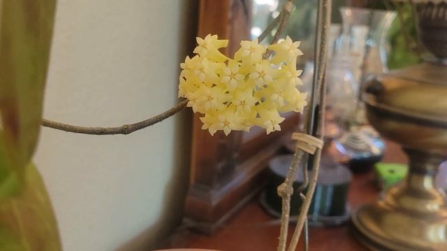 Hoya nicholsoniae . Цветение и уход хойи Николсона смотреть онлайн
