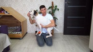 Команда Ручки ? Научить собаку прыгать на руки хозяина по команде ? Обучить запрыгивать с человека