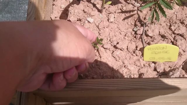 Légumes potager en carré. смотреть онлайн