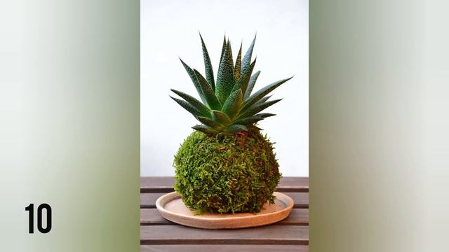 Ideias LINDAS com kokedama para decorar - Bola de MUSGO смотреть онлайн