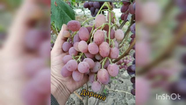 Виноградный Mix. Сезон 2022г. смотреть онлайн