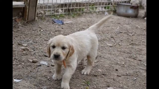 Щенки голдена 45 дней смотреть онлайн