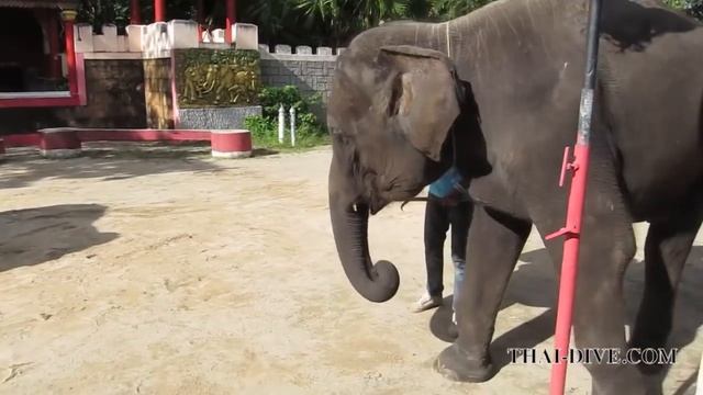 Слон давит людей у всех на глазах! смотреть онлайн