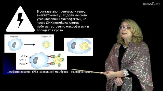 Зверева М.Э. - Внеклеточные нуклеиновые кислоты - 1. Внеклеточные нуклеиновые кислоты и их источник смотреть онлайн
