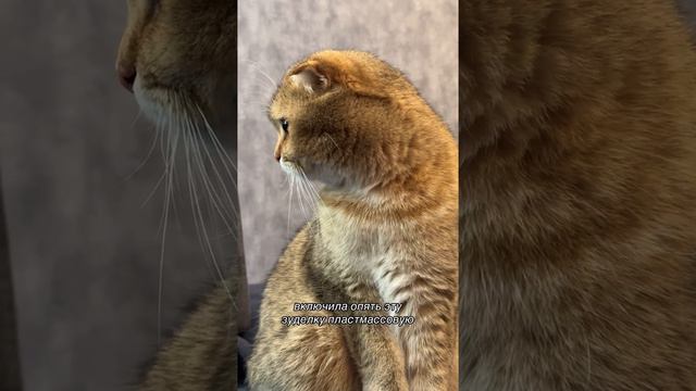 Пушистый влог Гуччи🐈 смотреть онлайн