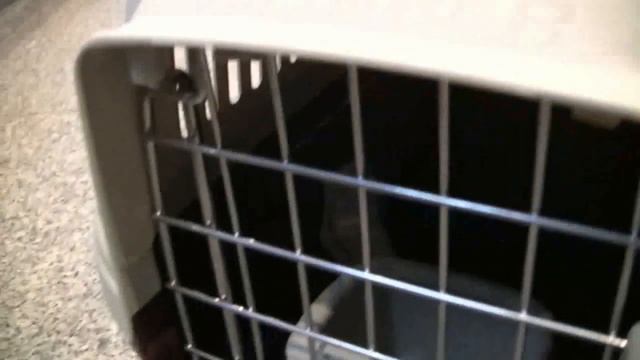 вывоз животного (кота) за границу (в Испанию) прививки смотреть онлайн