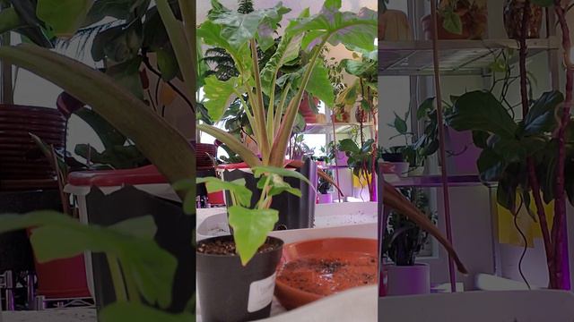 Alocasia Low Rider Care Tips #repottingandreplanting #repotwithme #alocasia #alocasialowrider