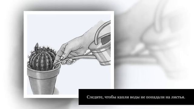 ДЕНЕЖНОЕ ДЕРЕВО. ТОЛСТЯНКА, Крассула. Уход в домашних условиях смотреть онлайн