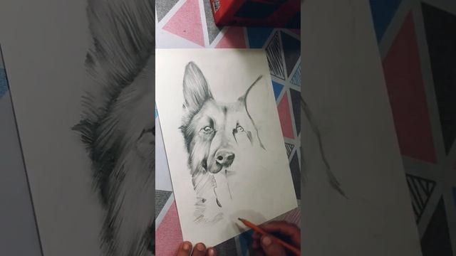 Немецкая овчарка. Простым карандашом. смотреть онлайн