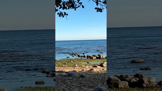 Моря синяя гладь и зелень нанесенных водорослей. #tataanri #море смотреть онлайн