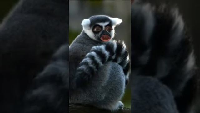 Говорящий лемур смотреть онлайн