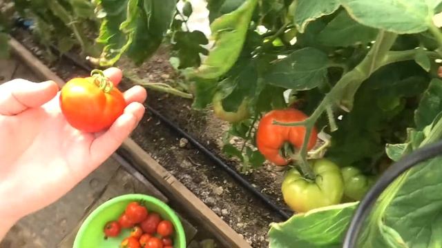 ? Томат Софа F1 от агрофирмы 