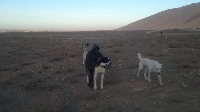 отарные собаки - Туркменский Волкодав! Aboriginal Dog Alabai. Turkmen Alabay