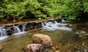 Зеленый лес и пение птиц. Речной ручей. Медитация, учеба, отдых - Белый шум ✦ Релакс ✦ Релаксация