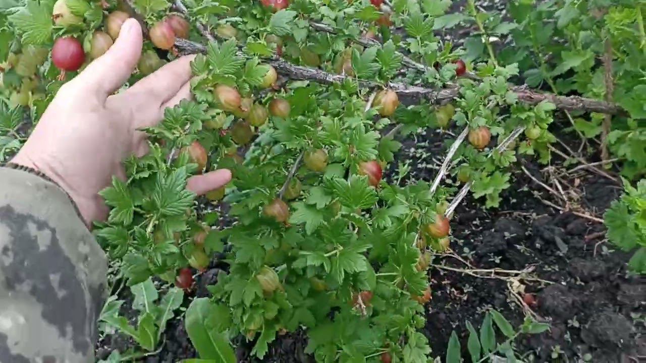 гранд заваливается под тяжестью ягод смотреть онлайн