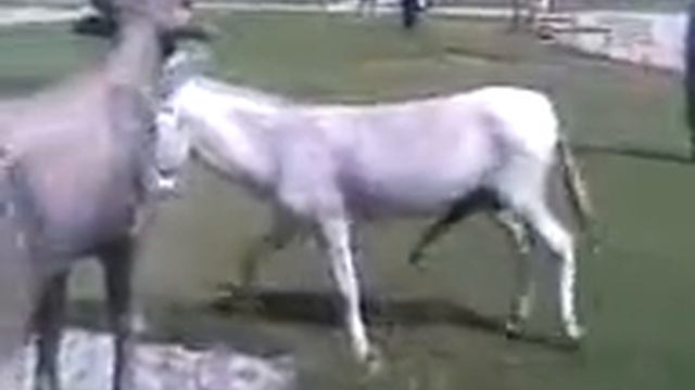 Donkey Mating wiht stag смотреть онлайн