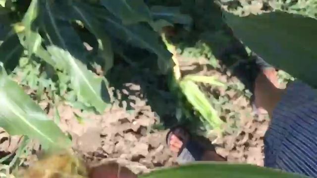 Кукуруза созрела ??? смотреть онлайн