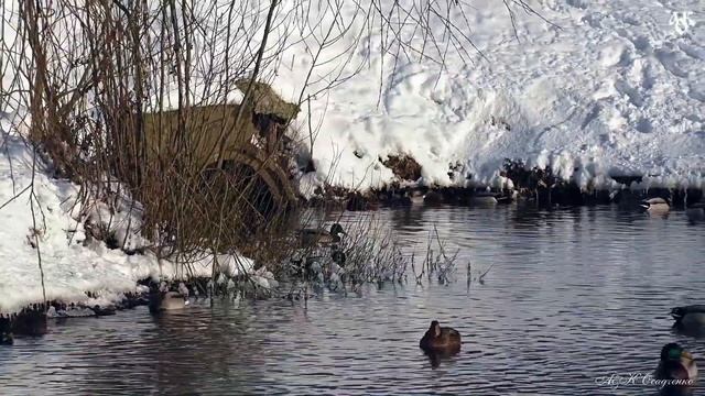 Утиная симфония смотреть онлайн