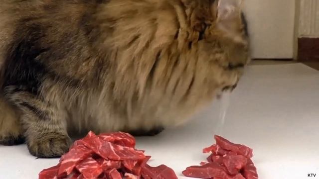 Лучшая еда для хищника (Чем кормить кота) смотреть онлайн