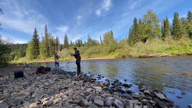 Рыбалка на хариуса 3 выезд. Это самый лучший клев когда либо. смотреть онлайн