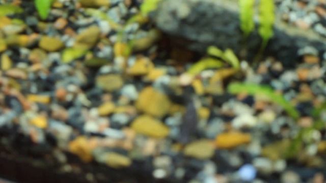 Краткий россказ о моём аквариуме (население,литраж) смотреть онлайн