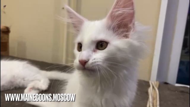 № 3196 Кошка Мейн-кун окрас Белый с желтыми глазами (w 62) смотреть онлайн