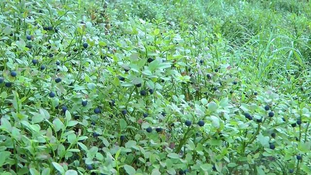 Черника смотреть онлайн