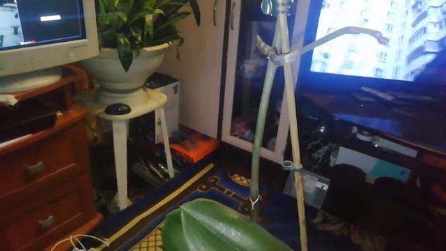 открытый перелом у орхидеи смотреть онлайн